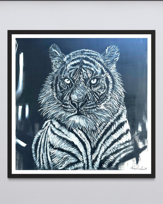 Focused tiger